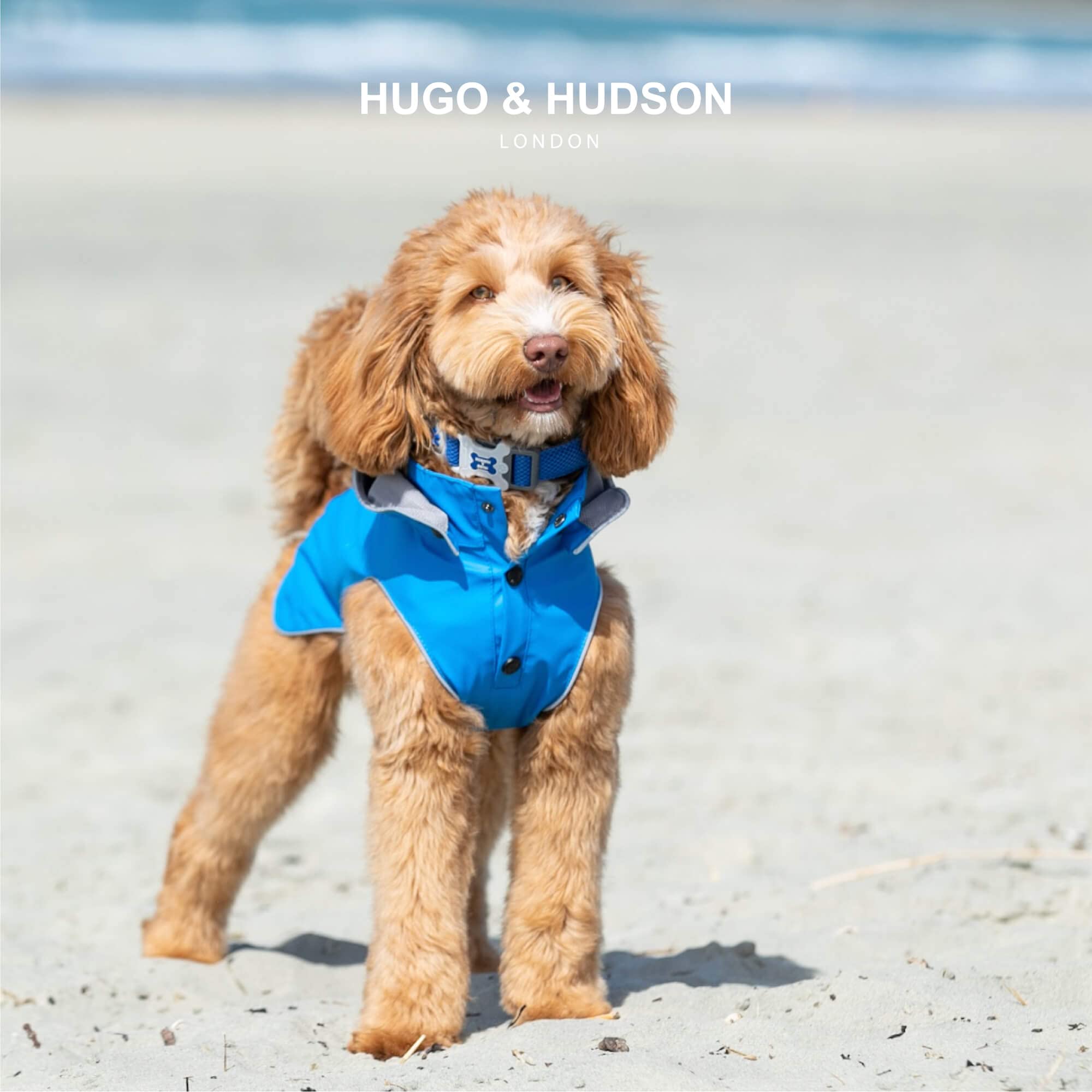 HUGO & HUDSON Dog Collar with Quick Release Safety Buckle and Quick Dry Mesh Fabric, Royal Blue, XS - Image 2