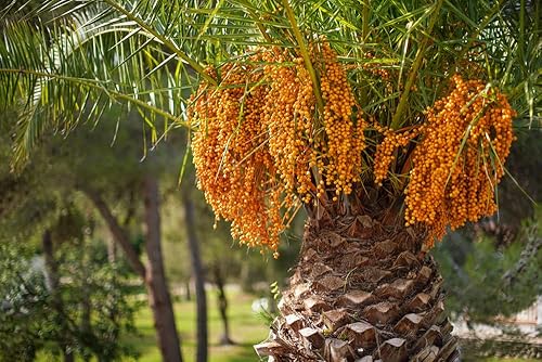 Miniatura 2 de Semillas de palma de gelatina para plantar (5 semillas) - Butia capitata, palmeras de coco