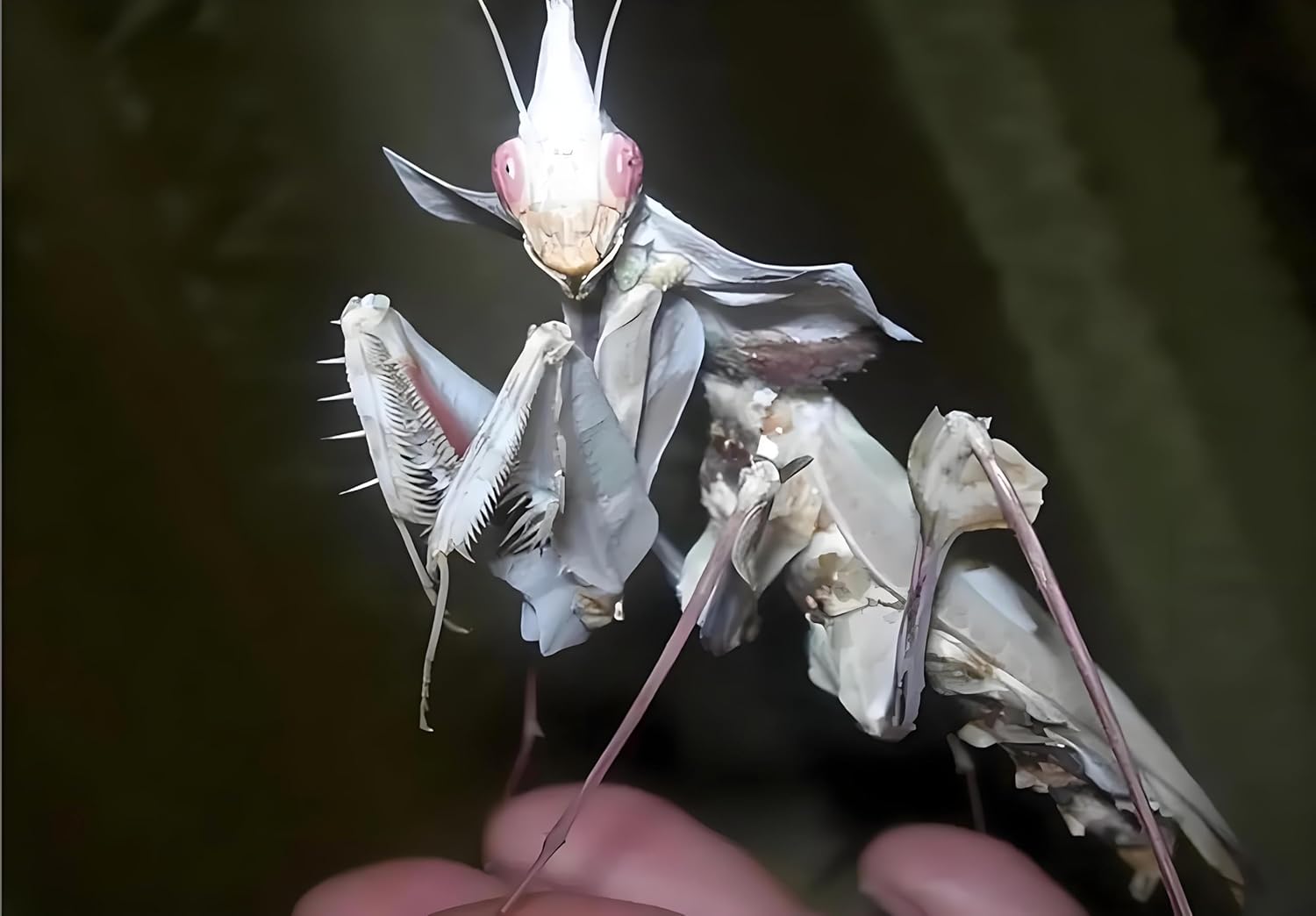 Giant Devil's Flower Mantis Eggs (1 Eggshell) – Equipped with a Transparent Window Pocket to Observe The Hatching Process, Each Ootheca can Produce up to 50 Baby mantises