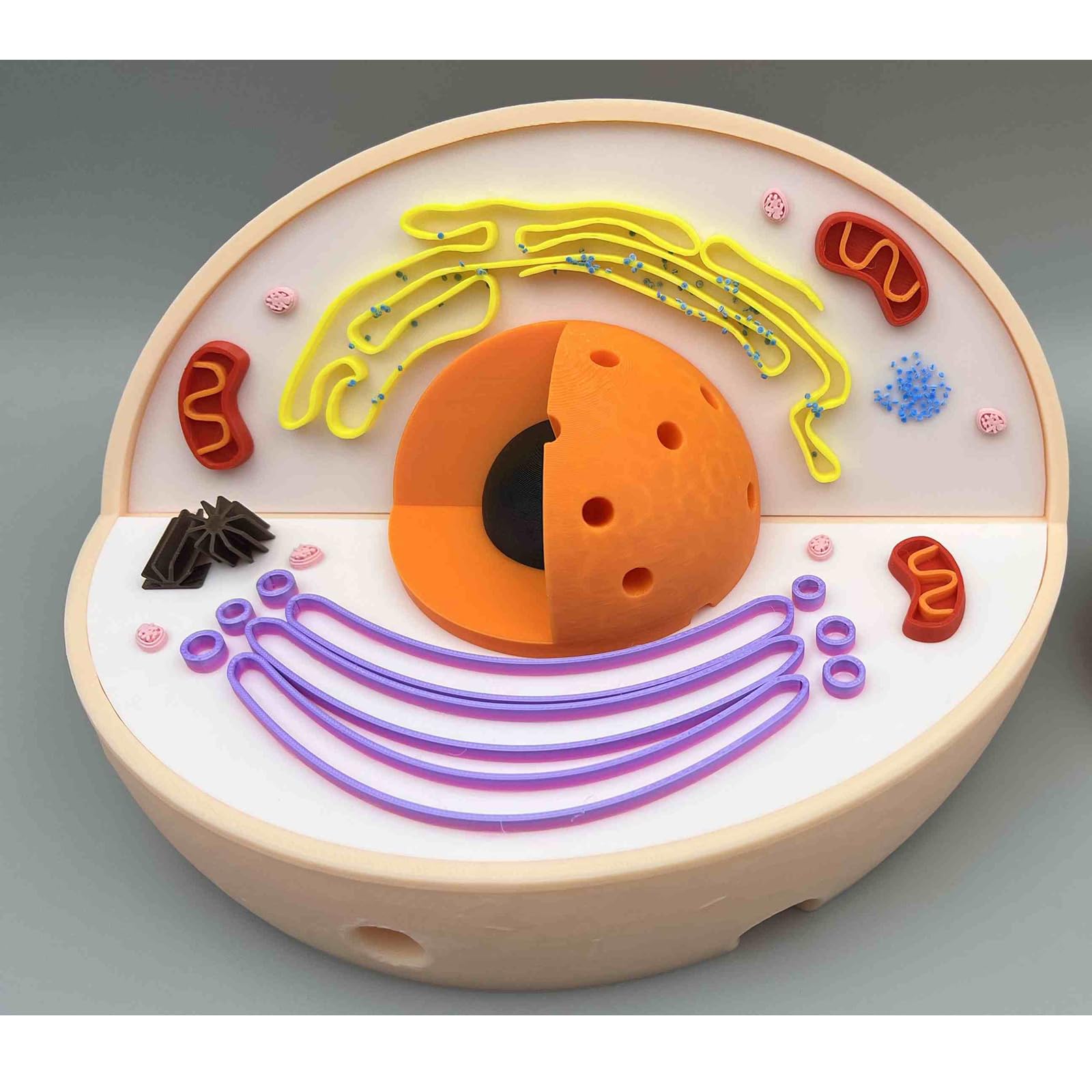 Modello di Anatomia della cellula Animale - Modello di cellula Animale 3D - Modello didattico di biologia per scopi di Laboratorio e di Ricerca