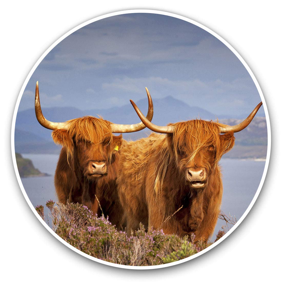 Destination Vinyl Ltd Brown Highland Cows Scotland 16313 Vinyl Stickers (Set Of 2) 20Cm - Brown Highland Cows Scotland #16313