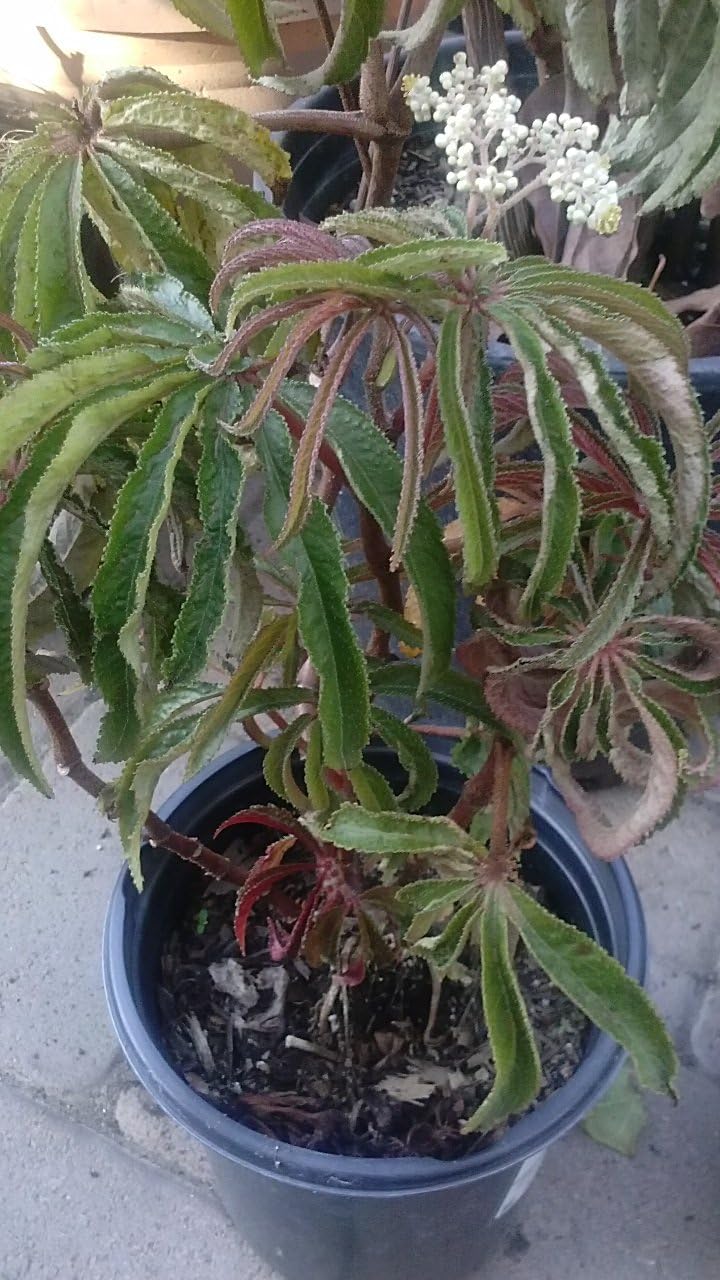 9EzTropical - Begonia Luxurians Palm Leaf Hardy House Plant - 1 Feet Tall - Ship in 1 Gal Pot