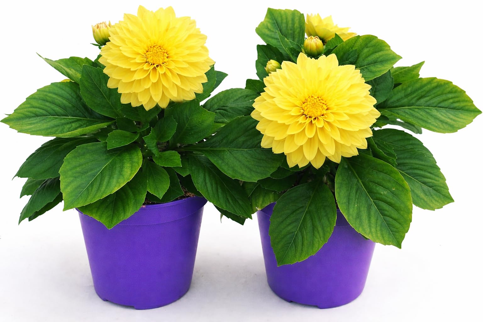 POWERS TO FLOWERS - DALIA A FIORE GIALLO, 2 PIANTE, VASO 12 CM DIAMETRO, pianta vera