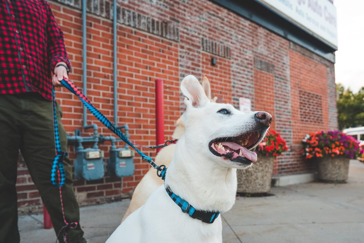 Stunt Puppy Lumberpup Everyday Collar, Brainerd, 1-Inch
