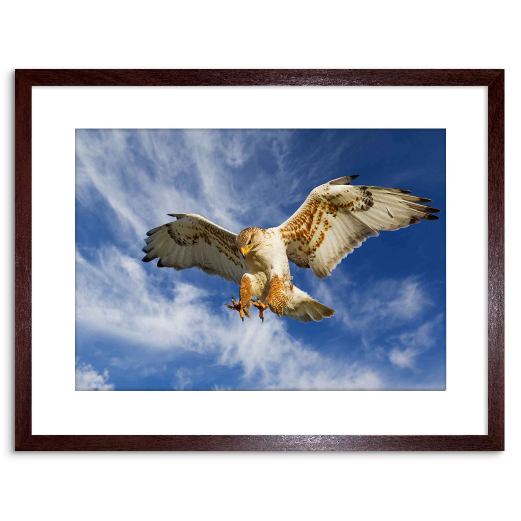 Wee Blue Coo PHOTO NATURE BIRD PREY EAGLE HUNTING ATTACK FRAMED PRINT F97X3252