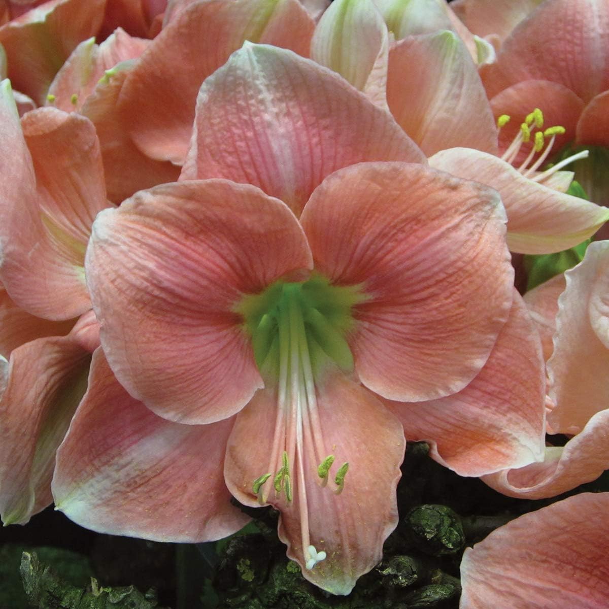 Burpee Rosalie Indoor Blooming Amaryllis | 1 Large Flowering Bulb, 34/36 CM, Perfect Holiday Gift