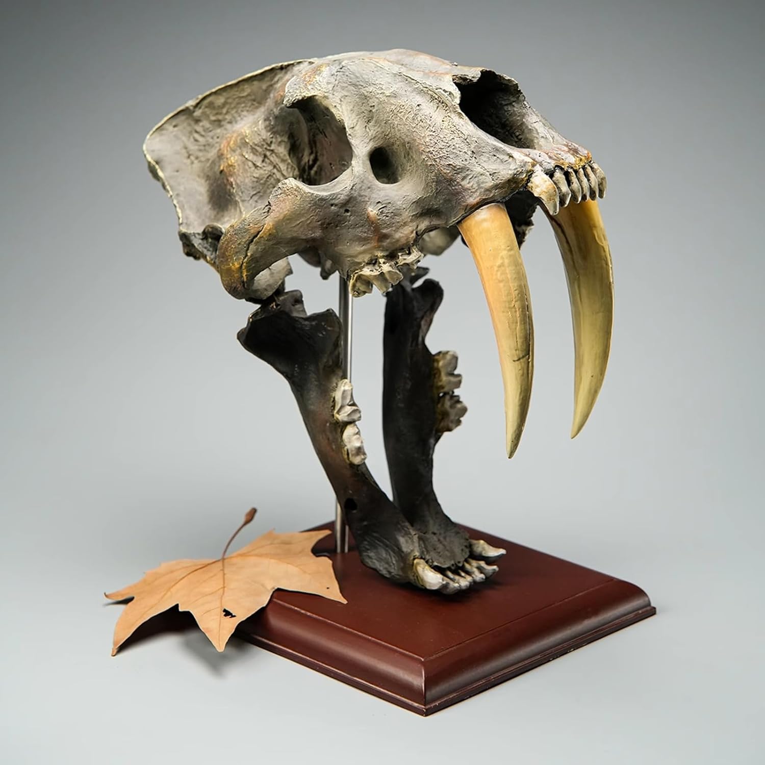 1 Natural Replica for Desktop Decoration and Ornaments - Realistic Animal Skull Display Piece for Home or Office