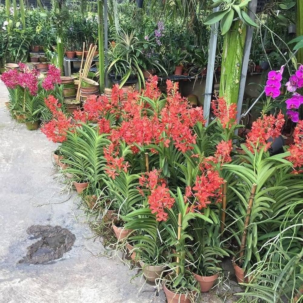 Ground orchid live plants combo || fragrance flower plant || pack of 1 live plant (B0DC7JGT75) Amazon Price History, Amazon Price Tracker