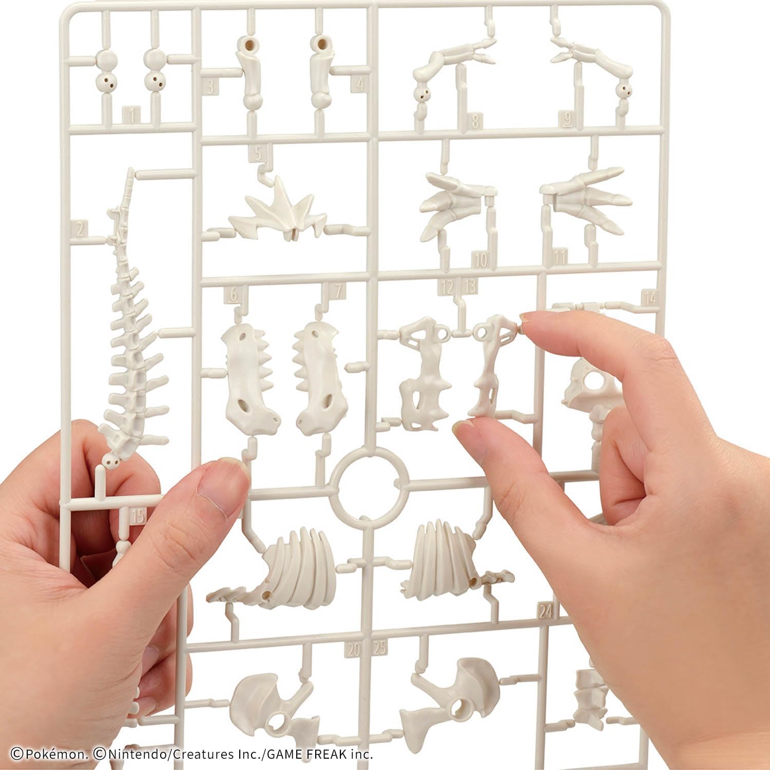 BANDAI SPIRITS Pokemon Plastic Model Collection Fossil Pokemon Series Gachigoras Plastic Model, Pre-Colored