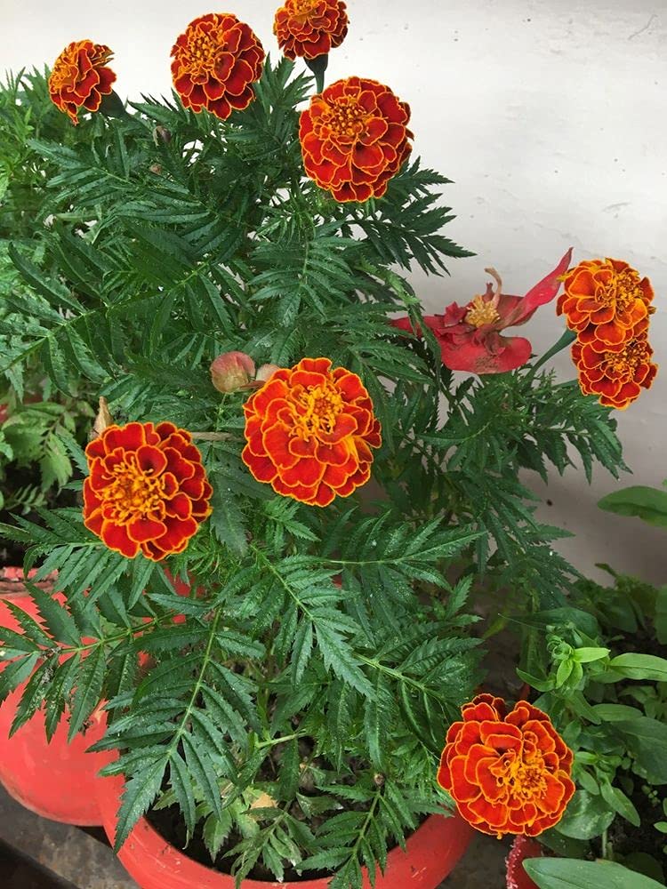 PLANTOGALLERY Flower Seeds | Marigold Jafri Mixed Color Flower Seeds For Garden (50 Seeds Pack) (B09B2M8ZB5) Amazon Price History, Amazon Price Tracker