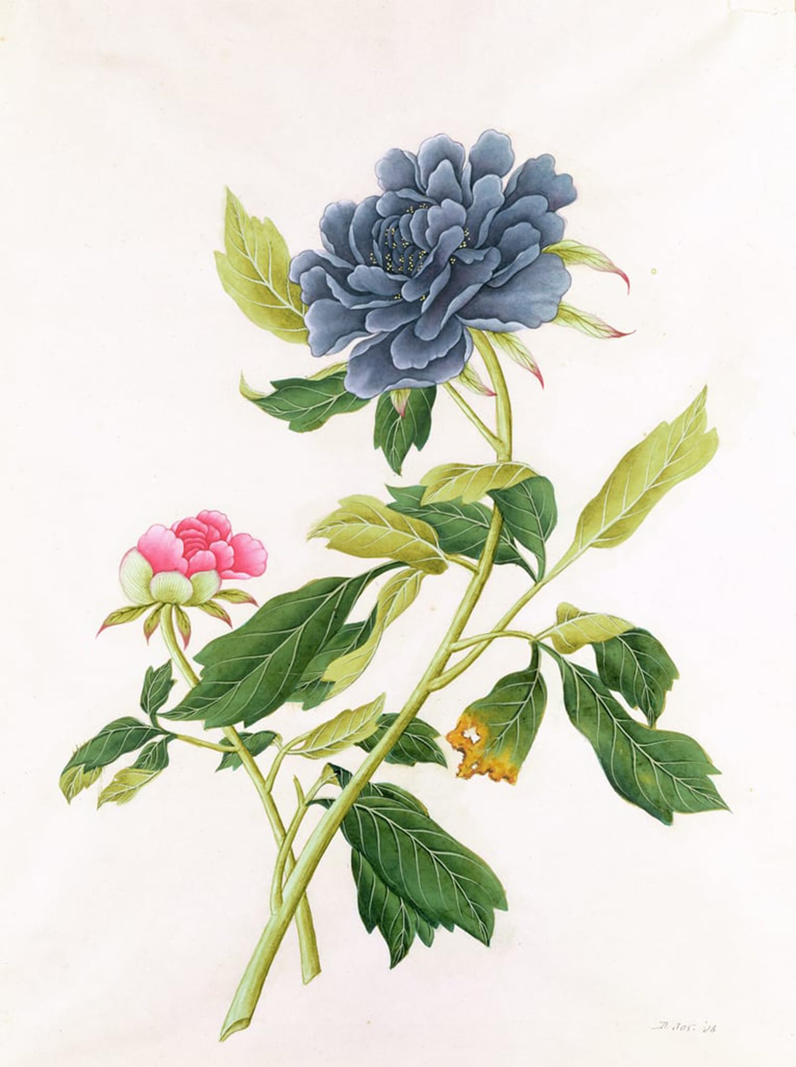 ARTXLXXBN Famous Art Print Poster Vintage Wall Art Peony by Georg Dionysius Ehret Canvas Art Poster for Home Decor 60x90cm