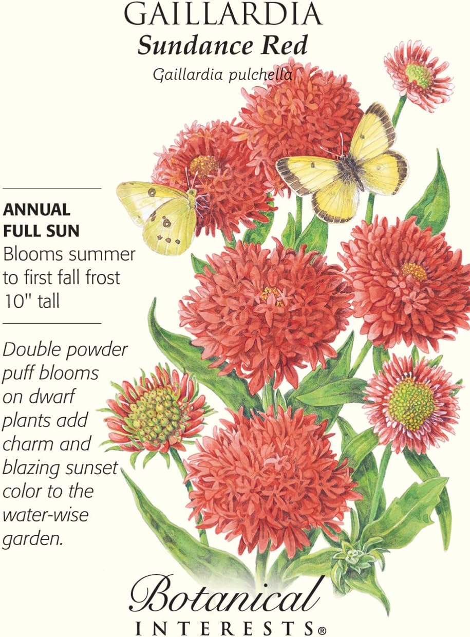 Sundance Red Gaillardia Seeds .10 Grams Flowering