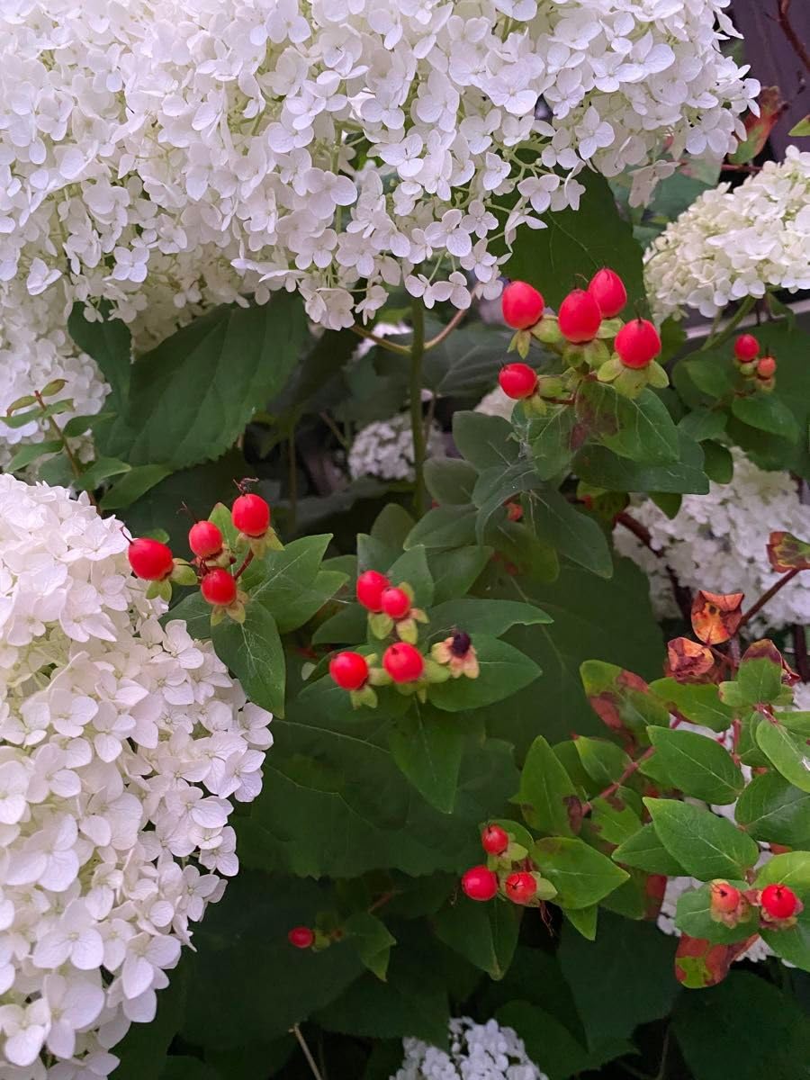 Amazon.co.jp: 紫陽花 アナベル 白 わき芽の幼苗の抜き苗 : DIY Amazon.co.jp: 紫陽花 アナベル 白 わき芽の幼苗の抜き苗 : DIY