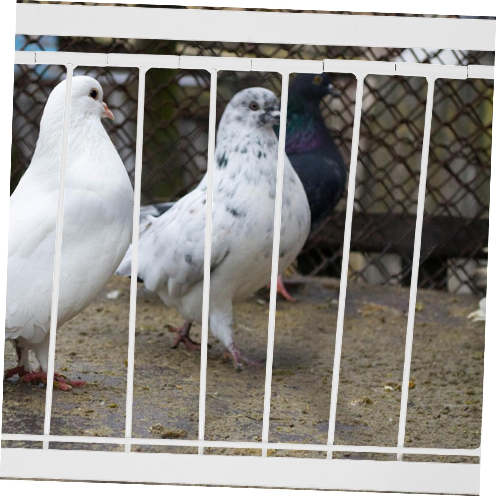 鳩子ページ/ご確認した上ご購入お願いします(❁´◡`❁) 2_8ac00b9ef0.webp