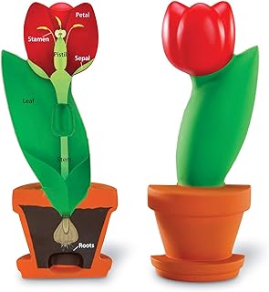 Learning Resources Cross-Section Flower Model, Classroom Foam Demonstration Model, Teaching Aids, 2 Piece Model, Grades 2+, STEM, Ages 7+