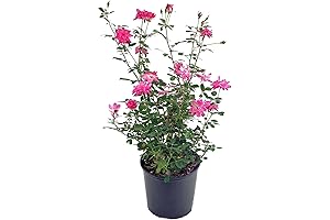 Rosa 'Zéphirine Drouhin' (Climbing Rose)