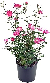Rosa 'Zéphirine Drouhin' (Climbing Rose) Rose