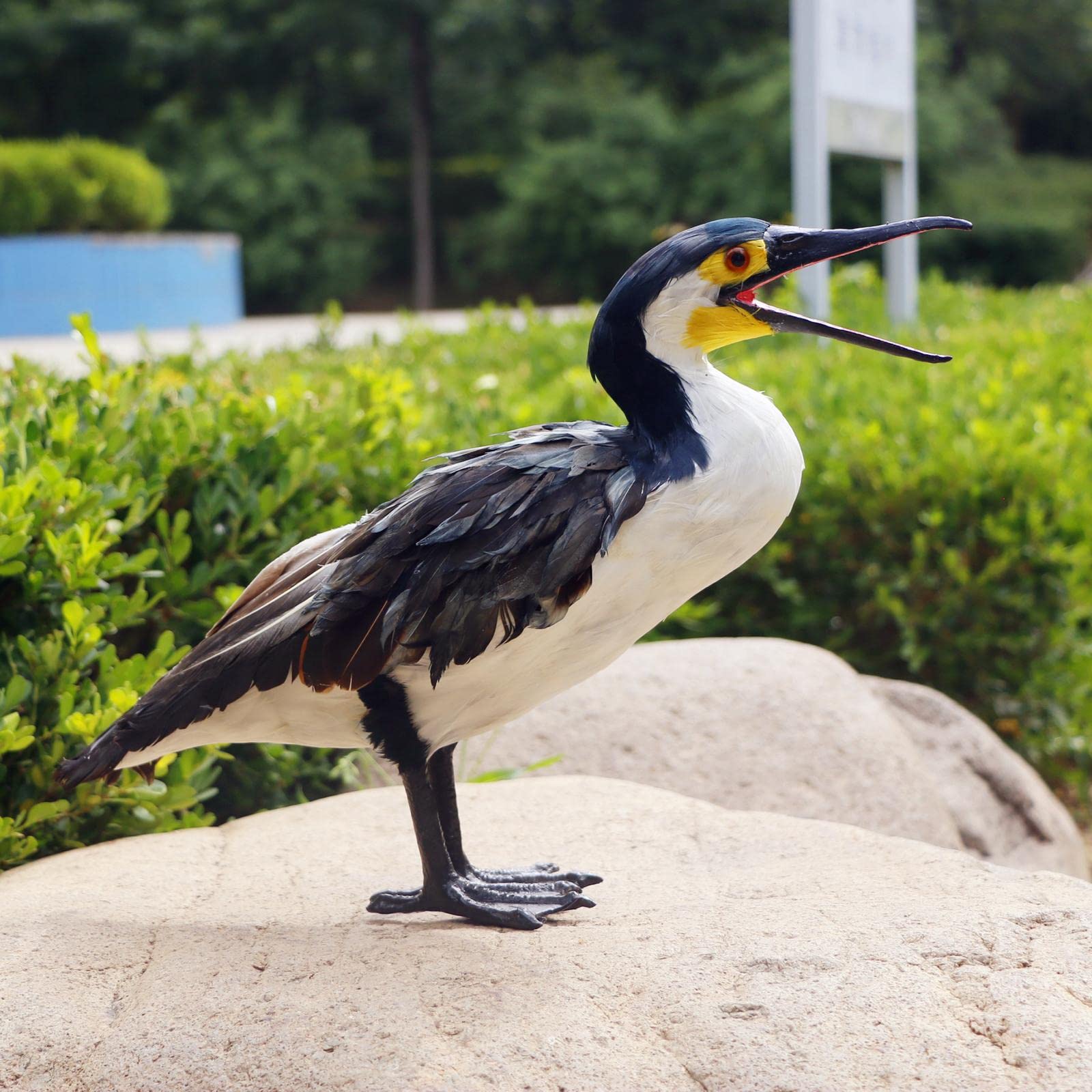 Realistische künstliche gefiederte Kormoran Statue Garten Schrank Heimdekoration Kormoran Statue Kunstsammlung