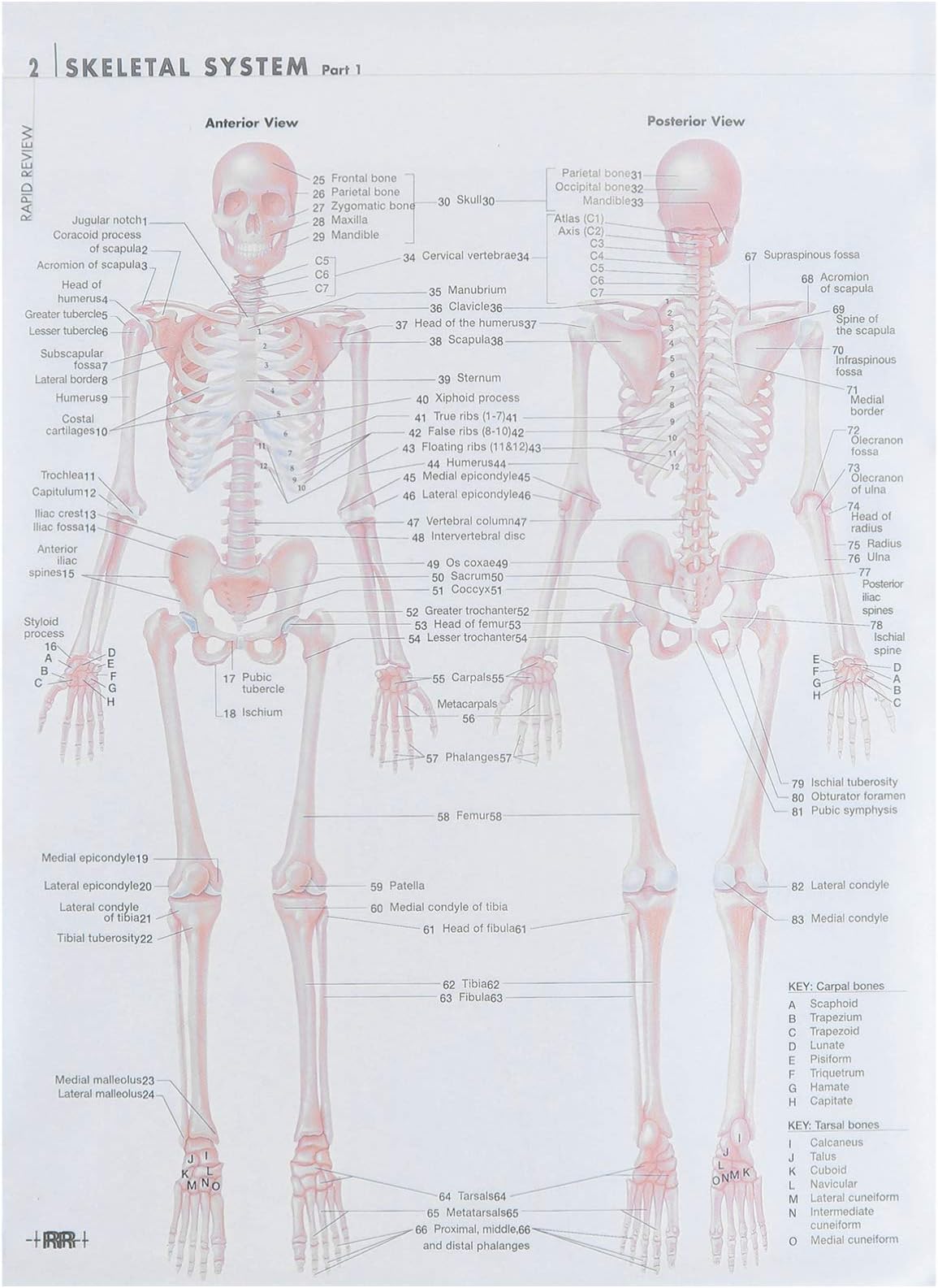 ULTECHNOVO Hanging Anatomy Chart Human Skeleton Poster Spine Anatomy Poster Skeletal System Anatomical Poster Skeletal System Anatomical Charts Anatomical Poster