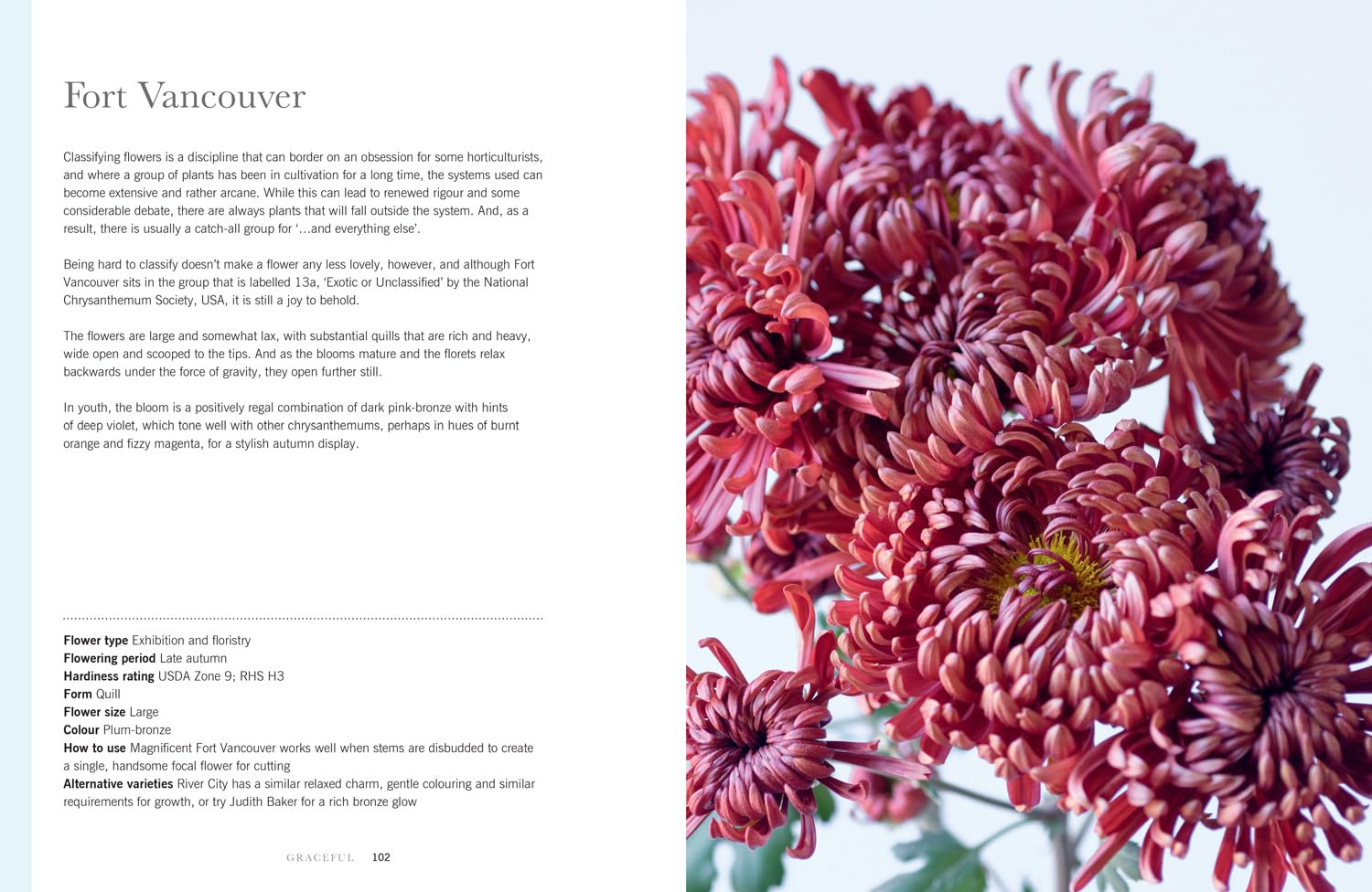Chrysanthemums: Beautiful Varieties for Home and Garden