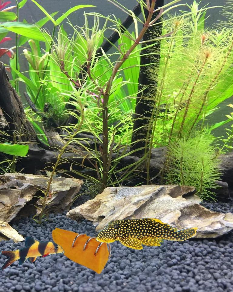 Miniatura 2 de Alimentador vegetal del acuario del tanque de peces, peces de alimentación inferior, pleco, Locha de payasocaracol, etc