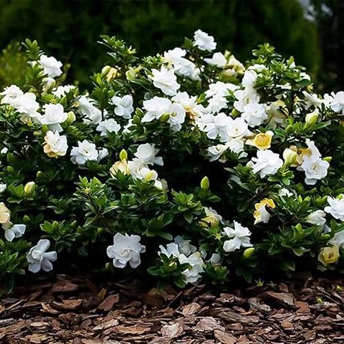 Miniatura 3 de Gardenia Radicans Dwarf  10 plantas vivas  Arbusto floreciente fragante  Gardenia Jasminoides Cape Jasmine