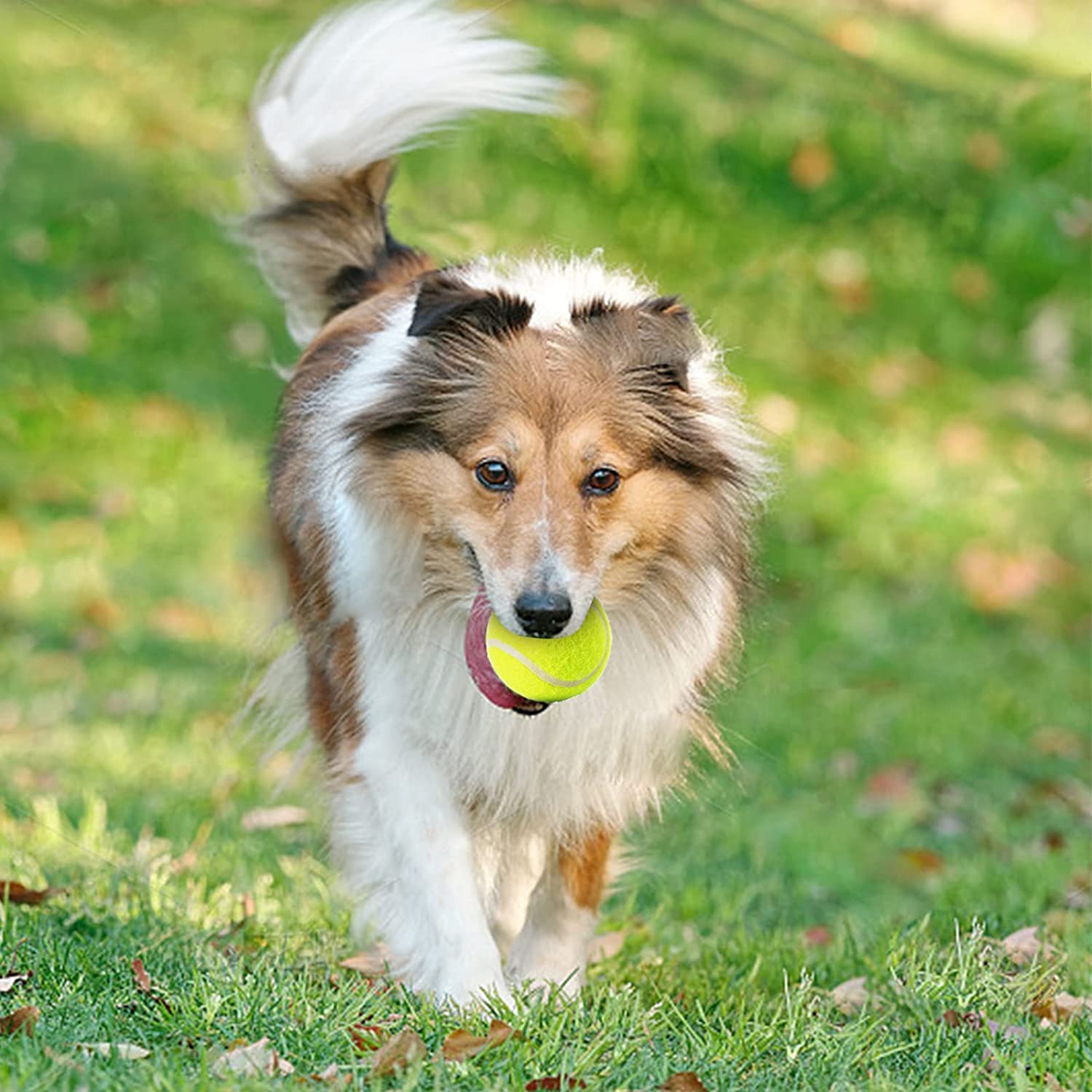 SOCO Pet Toy Balls