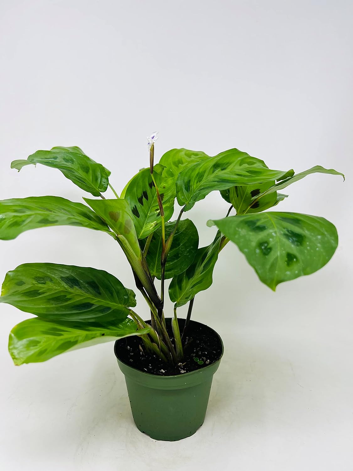 Green Prayer Plant - Maranta - Easy to Grow 4" Pot
