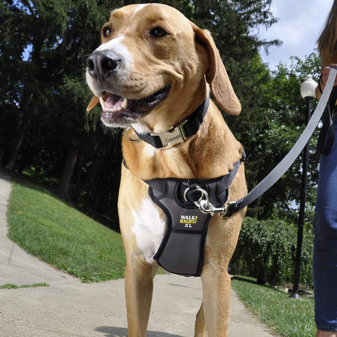 Coastal Pet Walk Right Front-Connect No-Pull Padded Dog Harness - Adjustable & Comfortable Dog Harness - Small & Large Breed Fit - Quality Pet Supplies - Red, MED (20"-30")