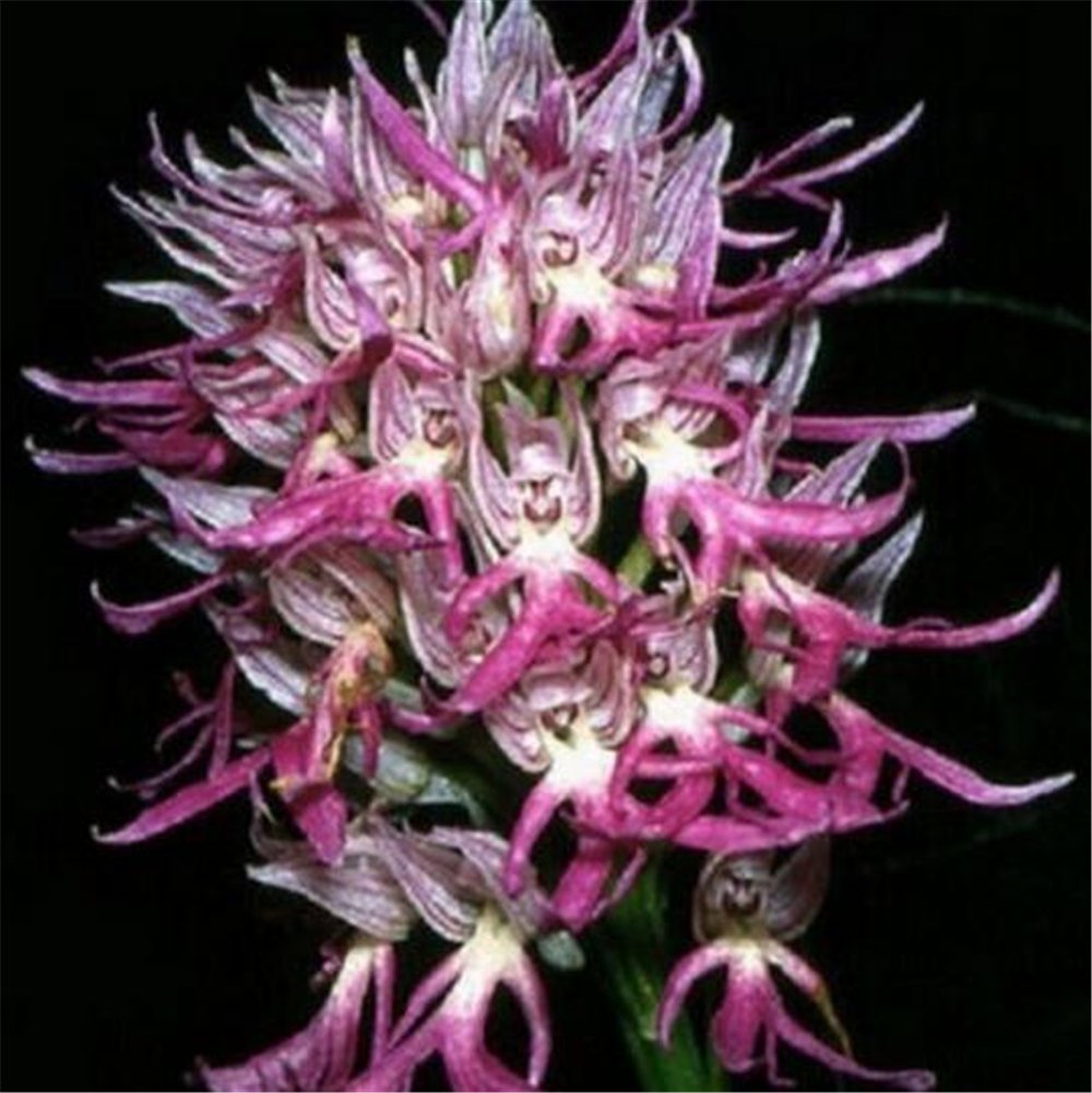 FD3630 Rare Hot Orchis Italica Pyramid Monkey Orchid, Orchid Seeds