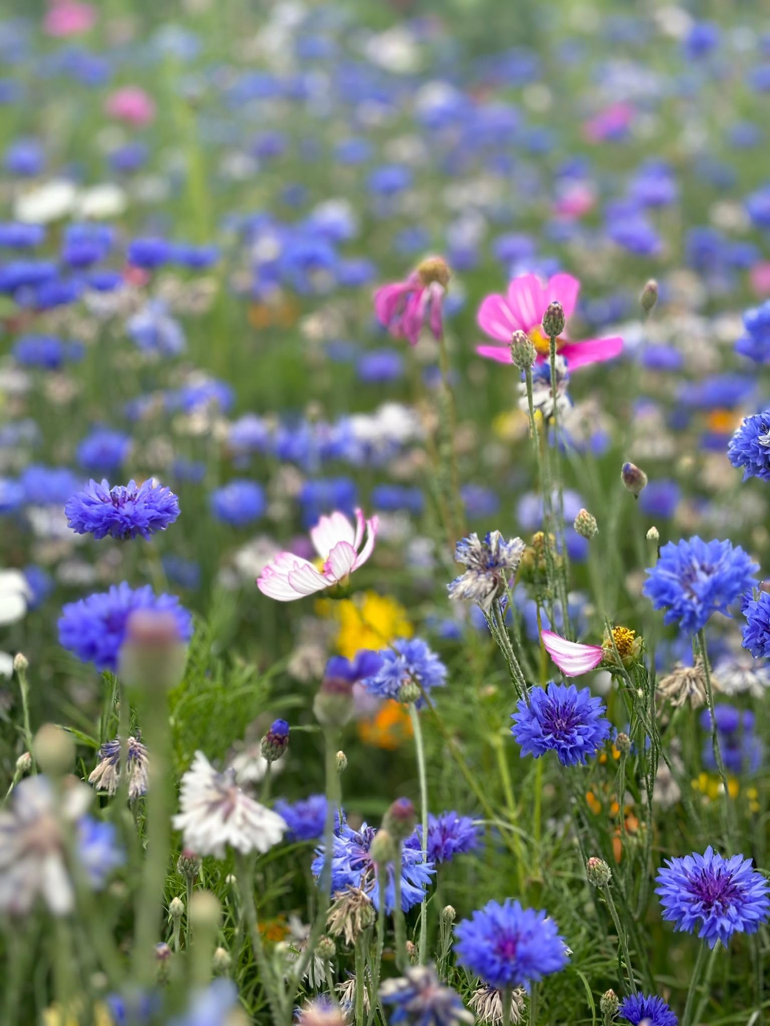 Wildlfower Seeds Mix 10 Cornflower Mix, Poppy, Cosmos, Pot Marigold 10g Seeds to 1kg (500, Grams)