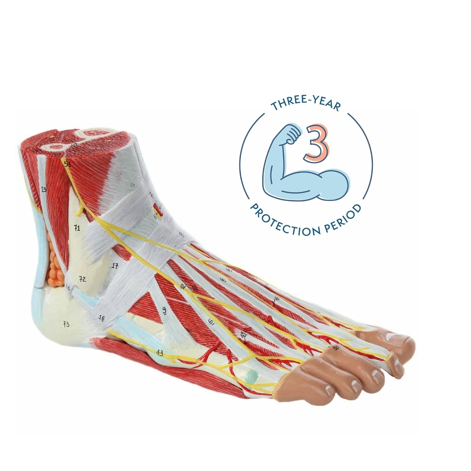 Axis Scientific Foot Anatomy Model with 9 Removable and Numbered Parts, Foot Model Anatomy Ligaments, Muscles, Nerves and Arteries, Includes Study Guide, Foot Health, Body Parts Anatomy Study Tools