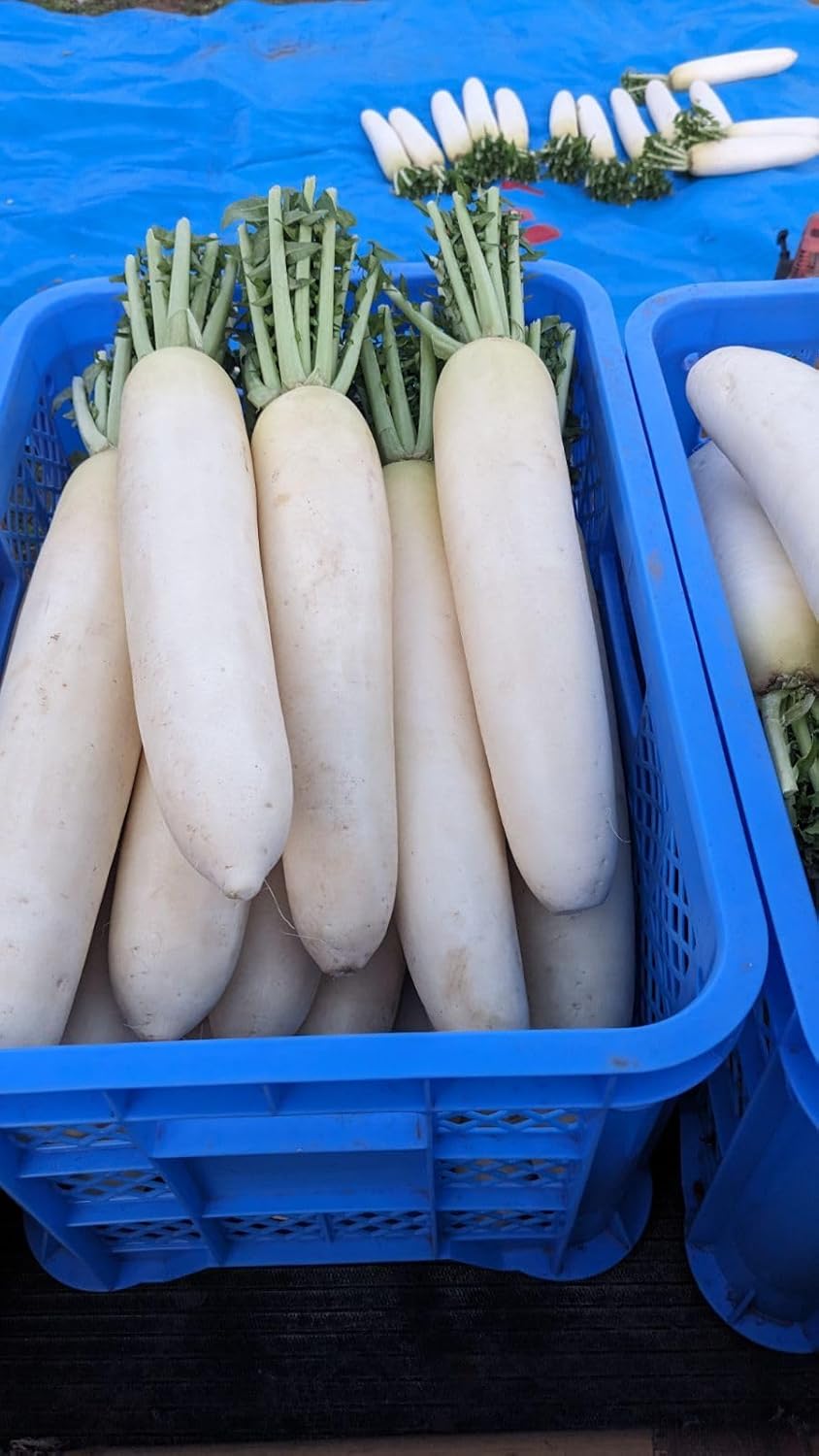 干し大根 10kg 無 薬 千葉県産
