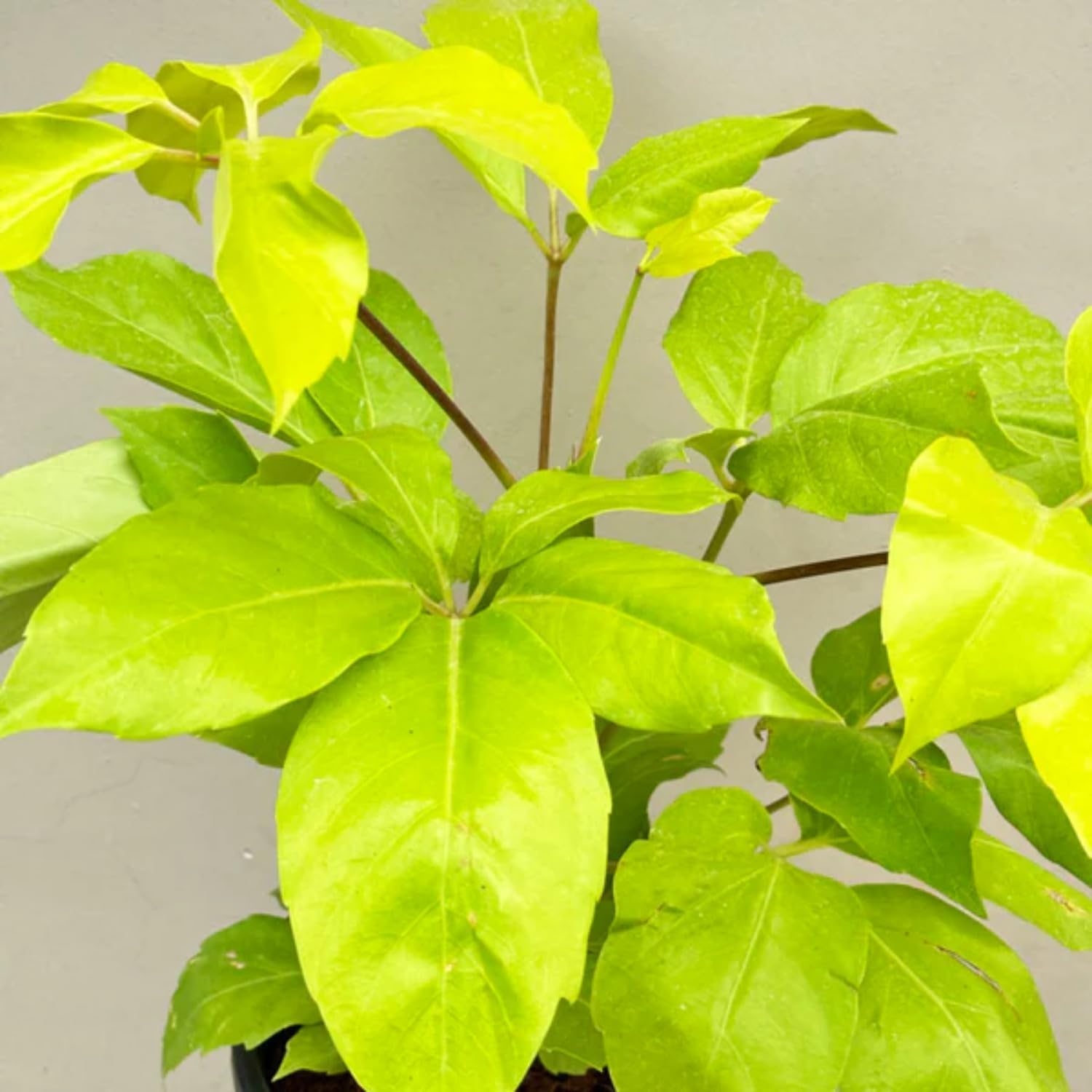 Golden Brassia Plant | Umbrella Tree Variant Live Plant – Decorative Foliage | Apartment Garden | Indoor Ambience-picture-56