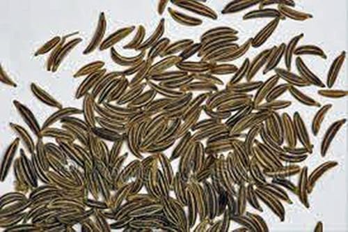 Miniatura 4 de Semillas de alcaravea, hierbas, más de 100 semillas, sin OMG, puedes utilizar semillas, plantas y raíces en esta hierba