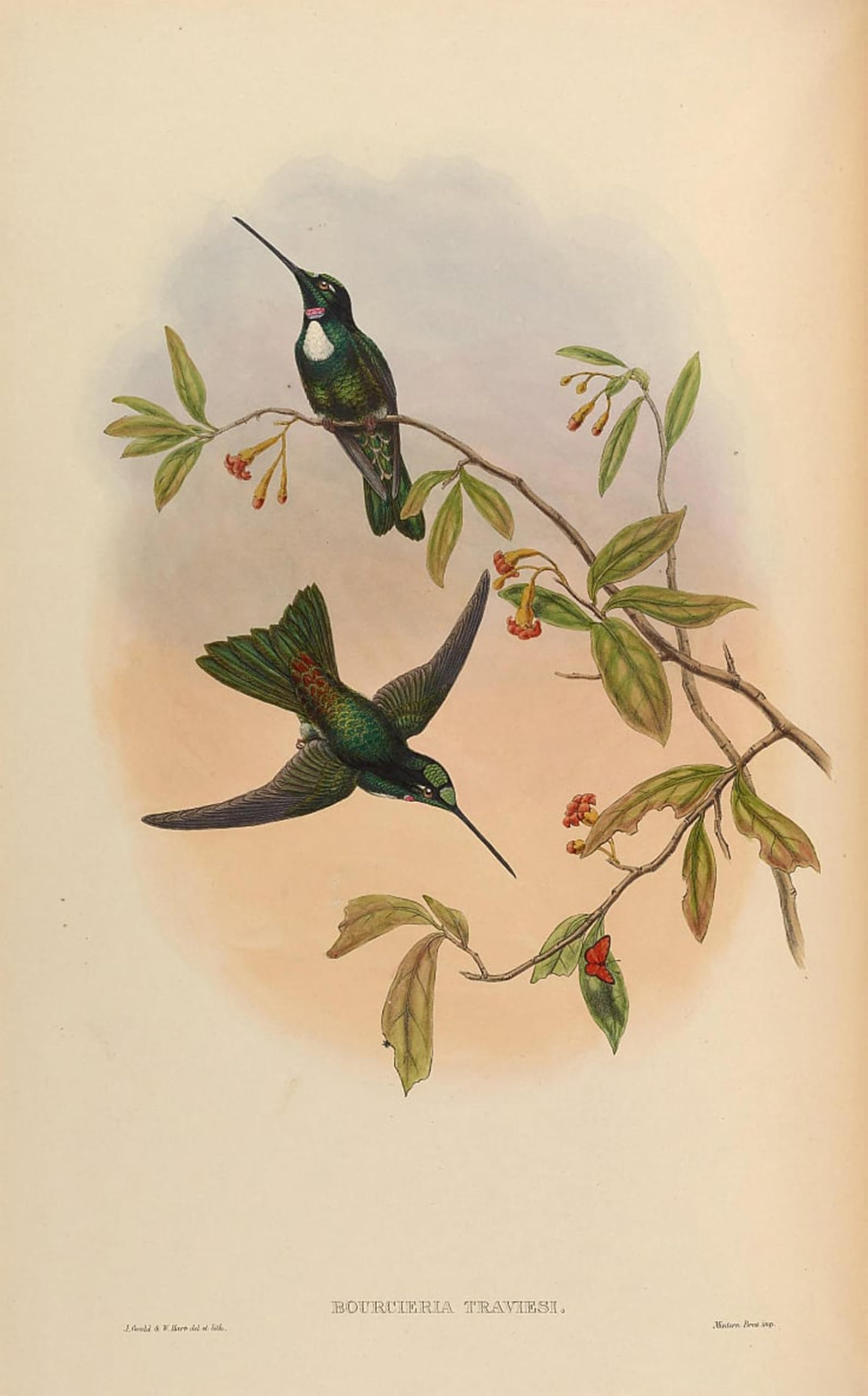 POSTERIIk Famous Modern Artwork Art Mural Animal Bird Bourcrieria Insectivora Coeligena Torquata Torquata by John Gould Oil Paintings Pictures for Home Decor 60x90cm