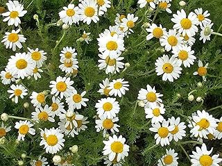 2000 Roman Chamomile Chamaemelum Nobile Herb Flower Seeds, Premium Non-G...