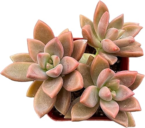 Miniatura 1 de Graptopetalum paraguayense cvBronze suculenta viva rara totalmente enraizada en maceta de inicio de 2 pulgadas con mezcla de tierra planta de casa