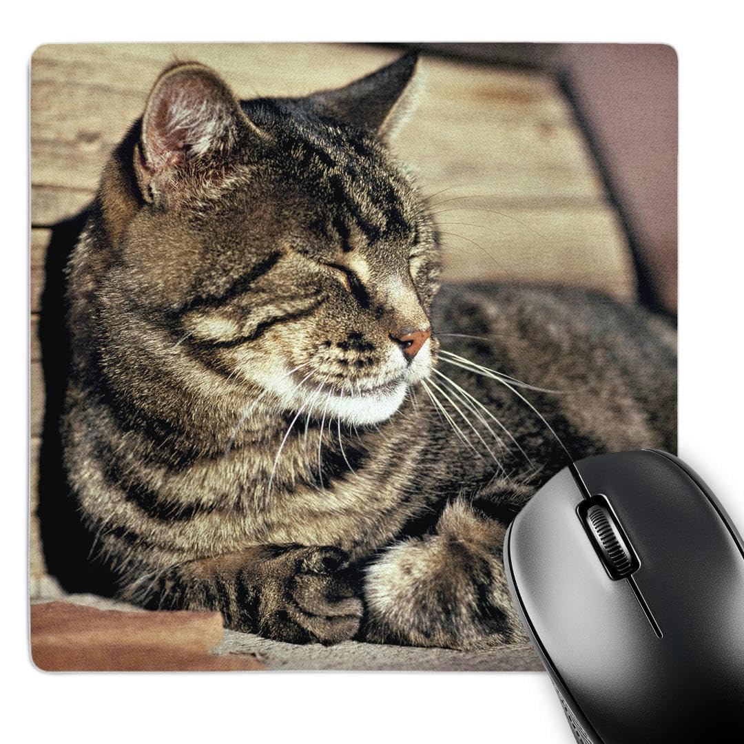 3dRose LLC 8 x 8 x 0.25 Inches Mouse Pad, Utah Capitol Reef Np Sleeping Tabby Cat RIC Ergenbright (mp_94870_1)