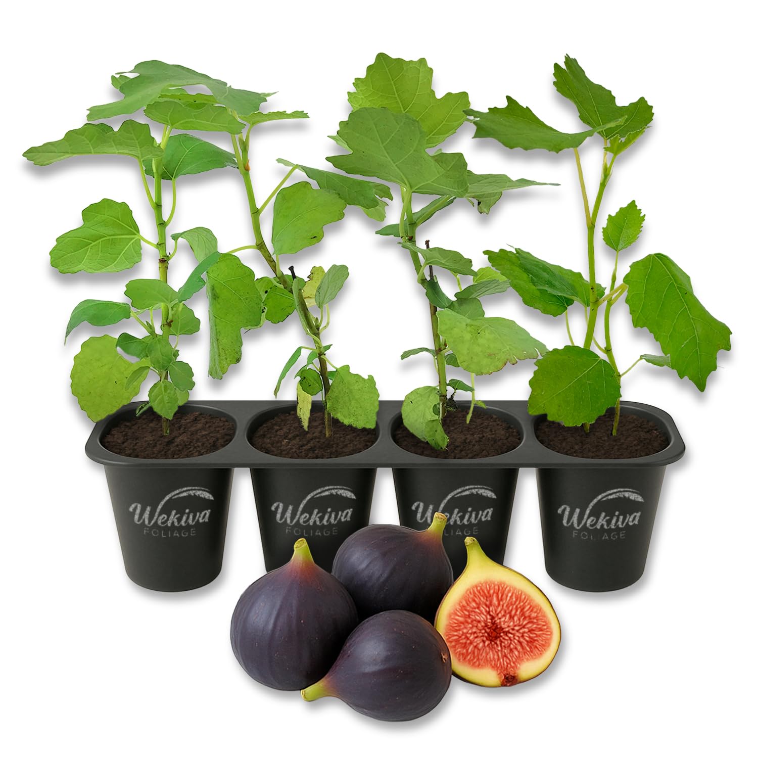 Beer's Black Fig Tree - 4 Live Starter Plants - Ficus Carica - Edible Fruit Tree for The Patio and Garden