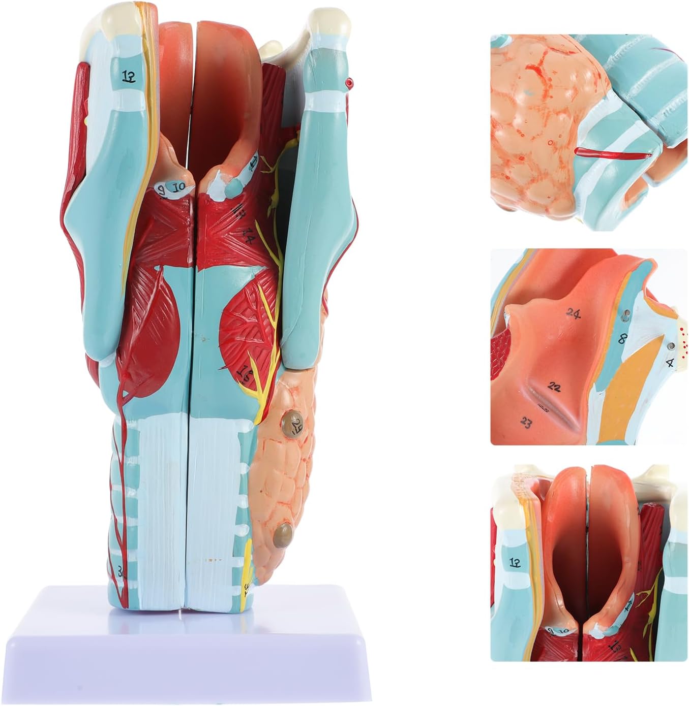 Generic Science Learning Teaching Tools Manikin Model Anatomy Larynx Throat Human Torso Anatomical 3D Science Models Airway Nasal Mouth Study Teaching Supplies