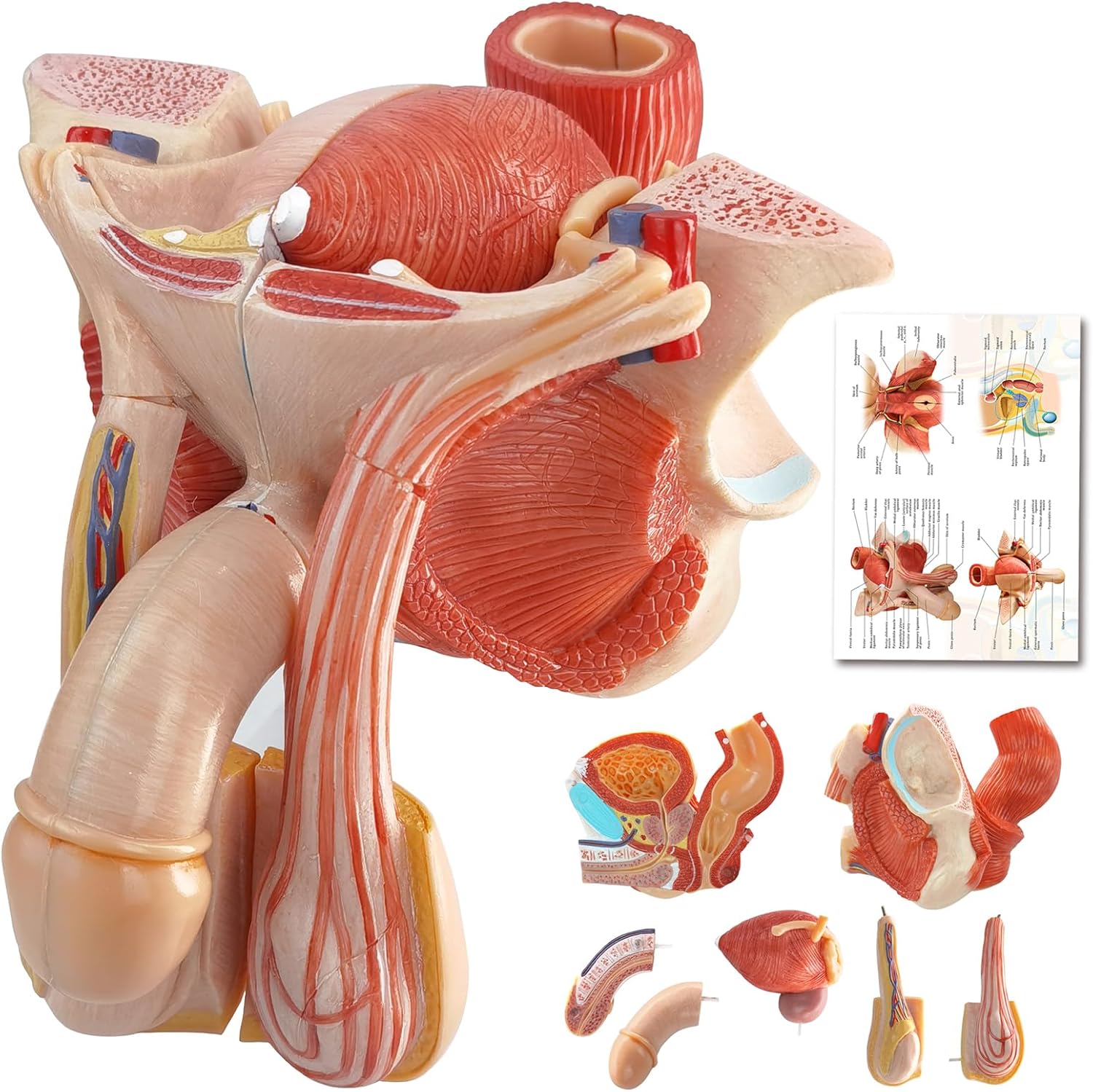 HADWYN Male Genital Organ Model Pelvic Muscles