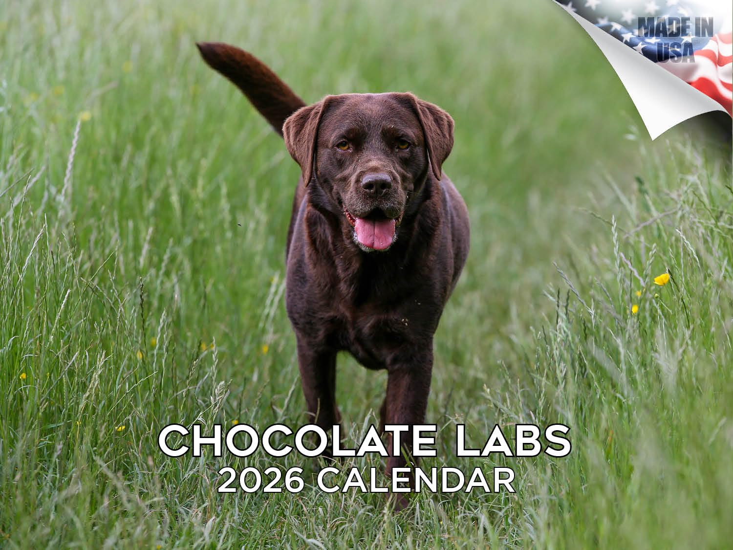 Calendario 2024 2025 de chocolate labrador – Calendario mensual de pared de raza de perro – 12 x 18 pulgadas abierto – Papel grueso que no se corre – Regalo – Calendario académico para profesores