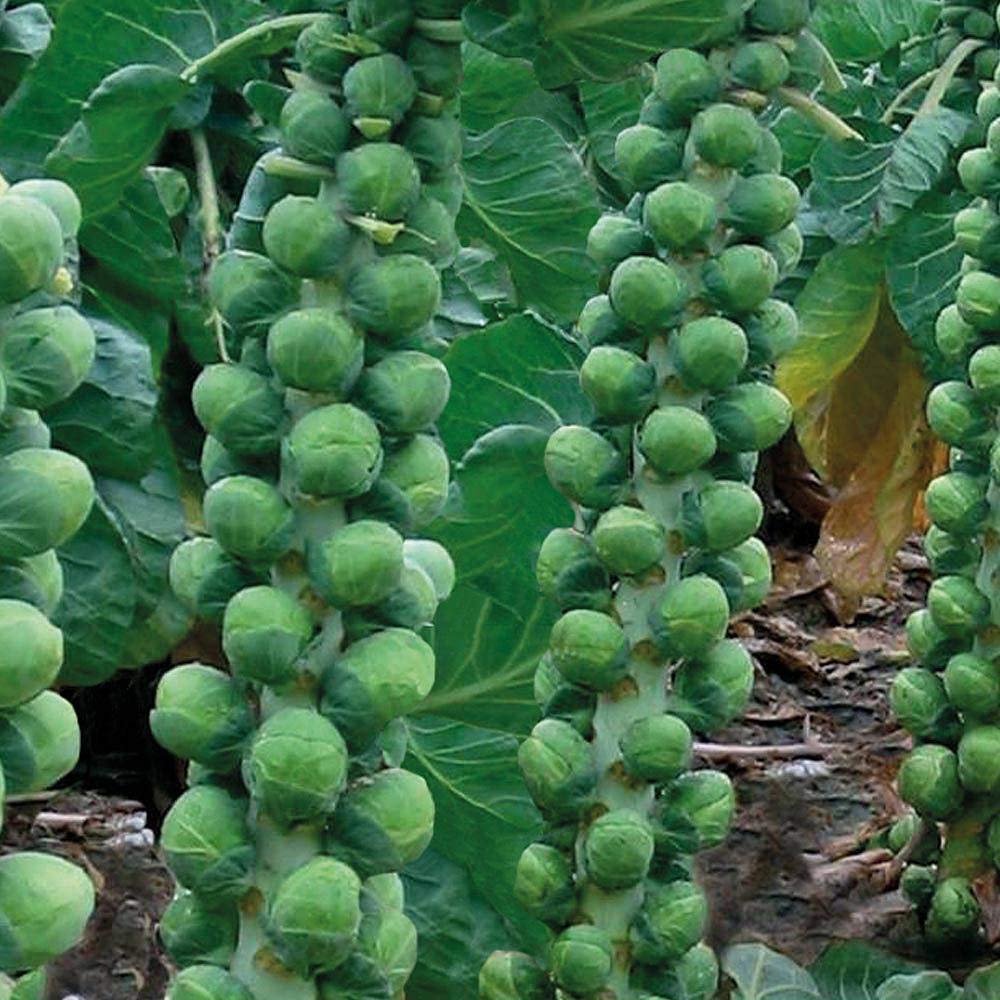 Live Green Brussels Sprouts Vegetable Seeds For Kitchen Garden AVG 10 Seeds Pkts