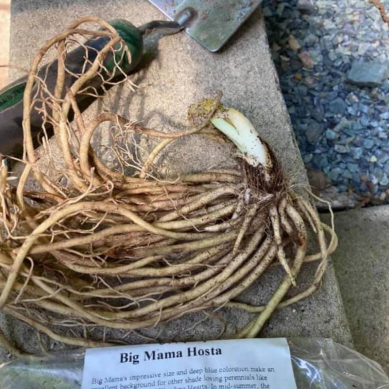Frostbeständige zähe seltene Hosta, Gartenkultur von Funkien, reichblühend, qualitative Pflegearbeit, einmalige Hosta-15Rhizome-H