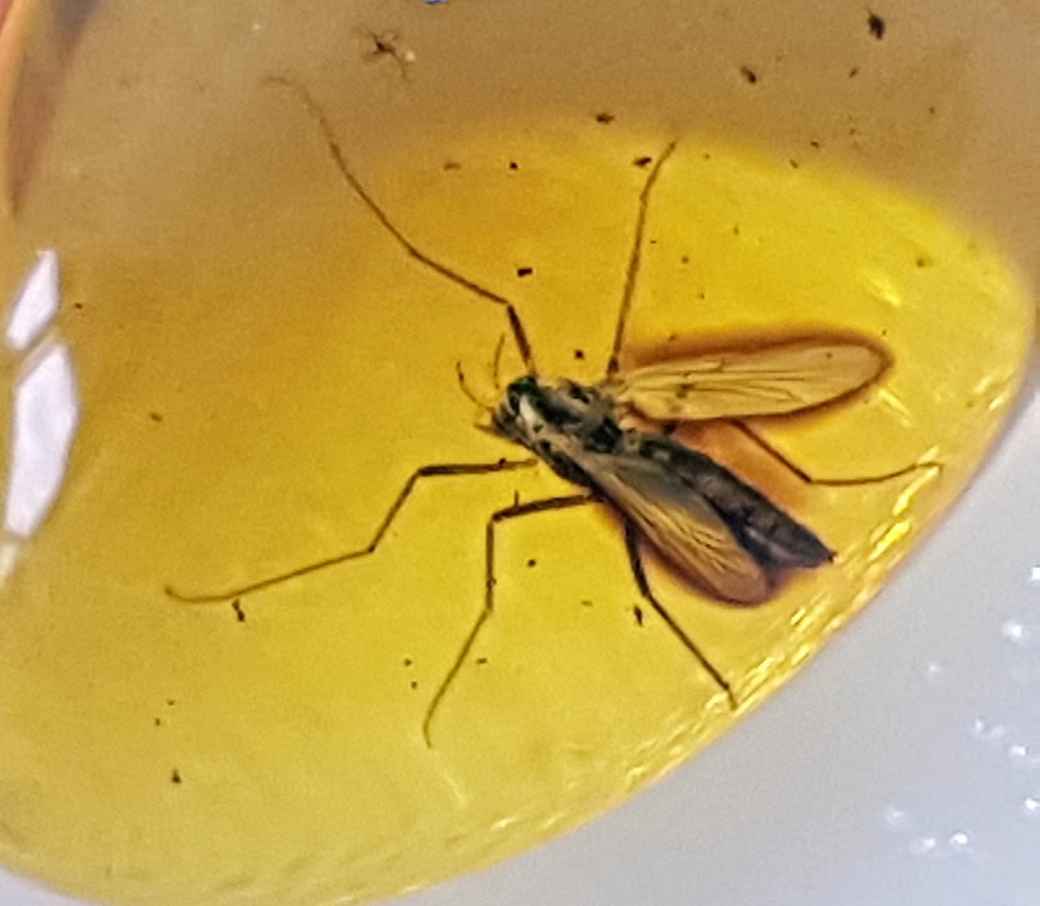 Genuine Fossil Baltic Amber with Inclusion with Magnifying Box/Beautiful Museum Grade : Baby