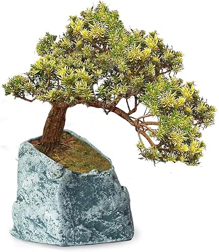 Miniatura 1 de Dahlia - Maceta de cerámica con aspecto de piedra para plantar suculentas, plantas, flores o bonsais