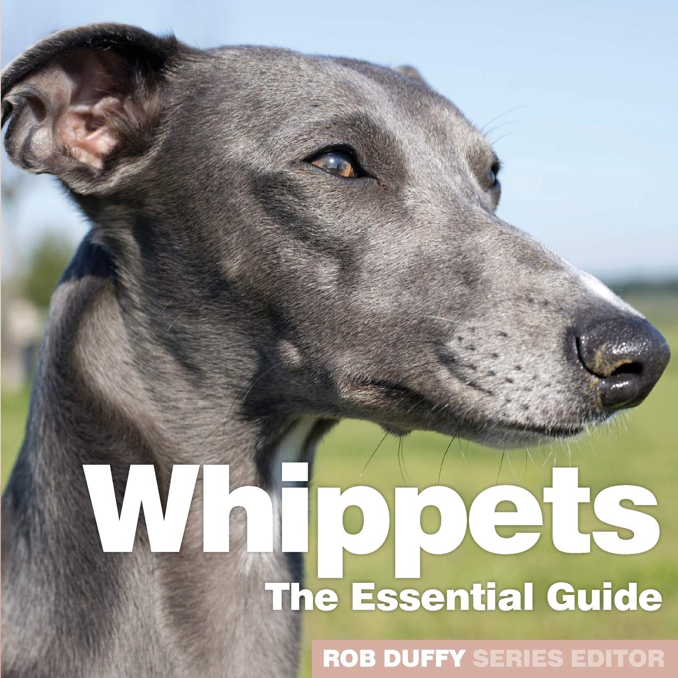 Are Whippets Dangerous Dogs
