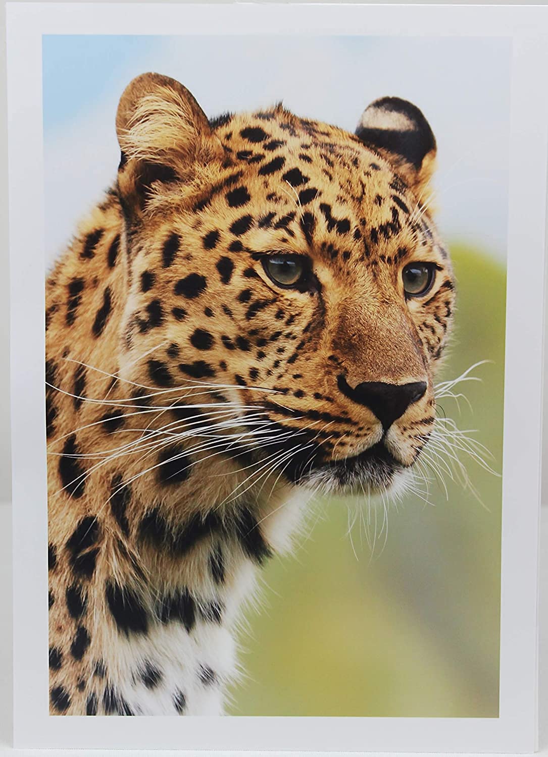 PPD 50 Sheets A3 Inkjet Premium Glossy Photo Paper 180gsm Instant Dry Water-Resistant PPD-41-50, White - Image 4