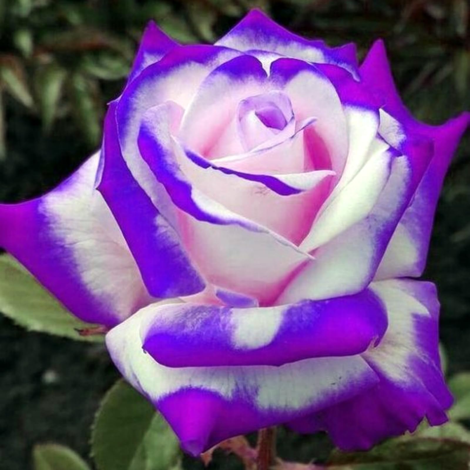 Rose Rhizome, Hardy Perennial, Garden Decoration, No Watering Required, Professional Planting, Suitable for Spring and Autumn-2 Rhizome-A โ image 1